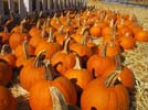 Pump Up the Learning With Pumpkins, Gryphon House blog