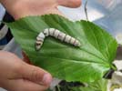 Raising Silkworms, by Marie Faust Evitt